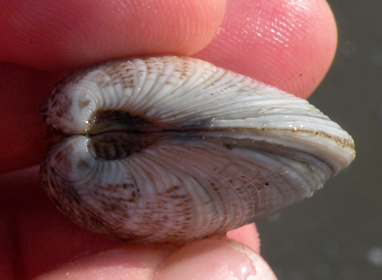 Molluchi delle spiagge adriatiche: Vongole